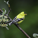 American Goldfinch  by jgpittenger