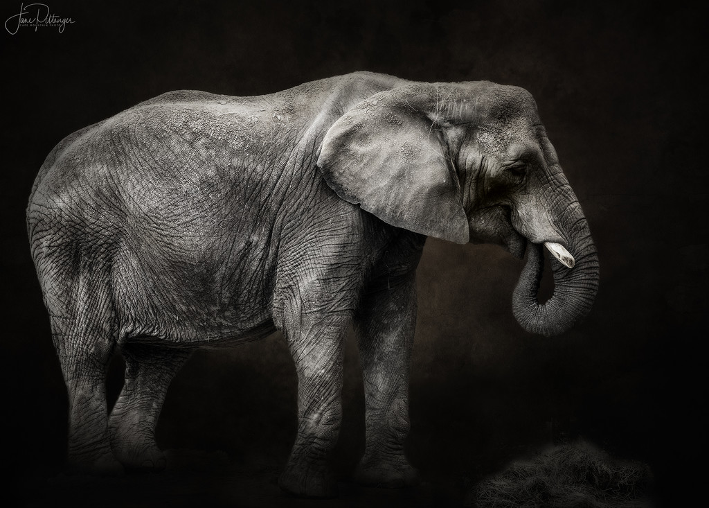 Elephant for Textures  by jgpittenger