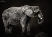 2nd May 2020 - Elephant for Textures 