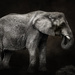 Elephant for Textures  by jgpittenger
