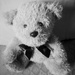 Teddy ~ B & W by plainjaneandnononsense