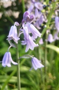 2nd May 2020 - Bluebell in my garden 