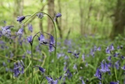 2nd May 2020 - Bluebells