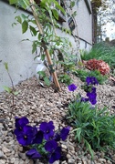 1st May 2020 - New plants and gravel 