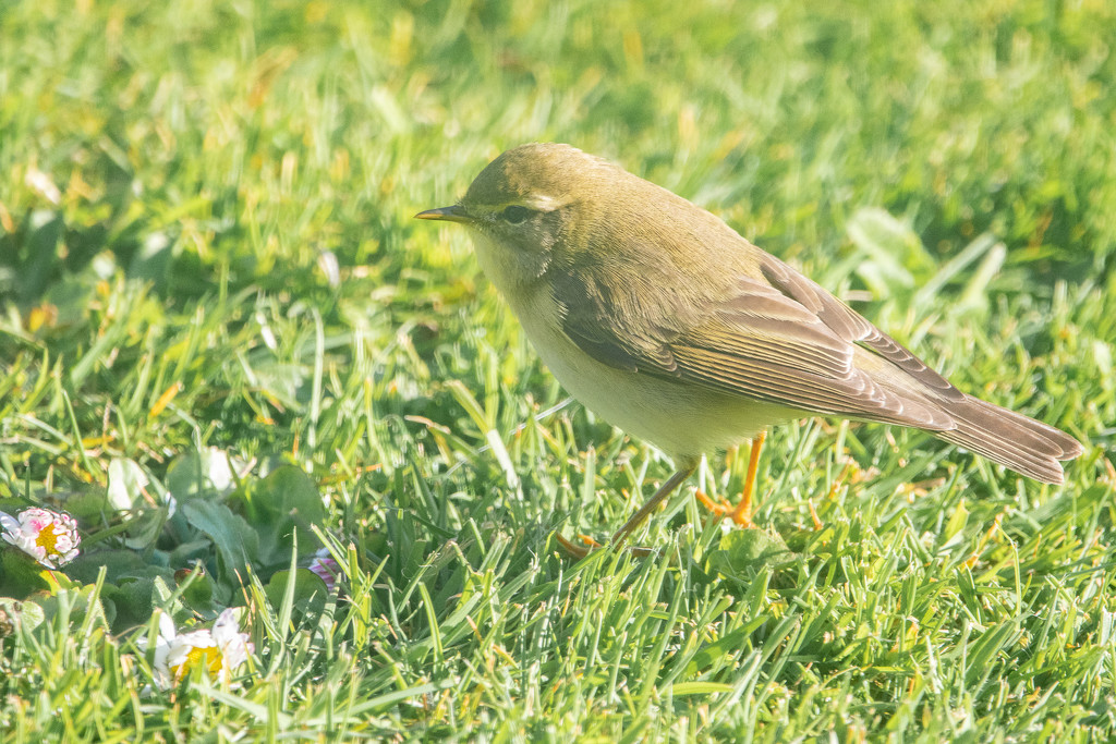 Willow Warbler? by lifeat60degrees