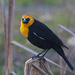 Yellow Headed Blackbird by gq