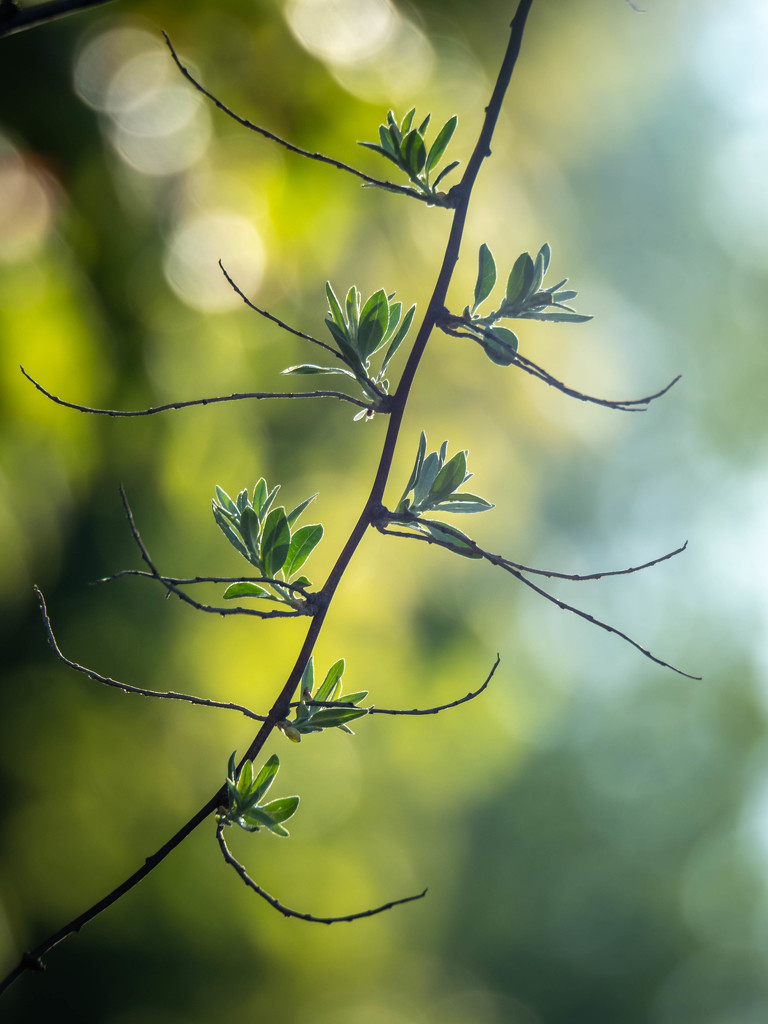 Natural patterns by haskar