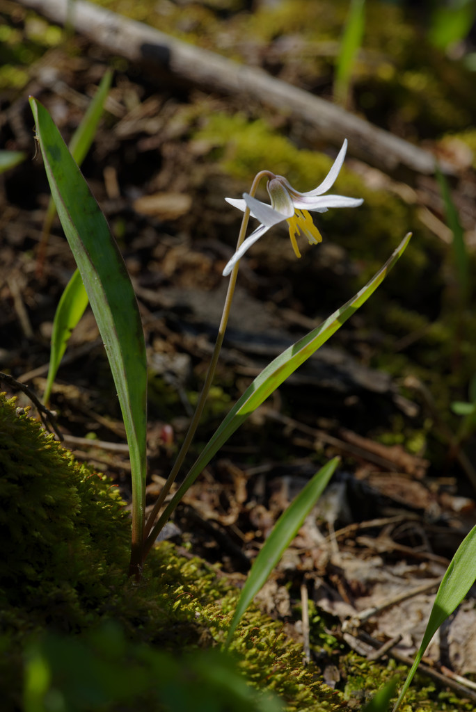 trout lily by rminer