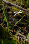 2nd May 2020 - trout lily