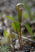 2nd May 2020 - jack in the pulpit