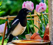 3rd May 2020 - Magpie.