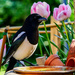 Magpie. by tonygig