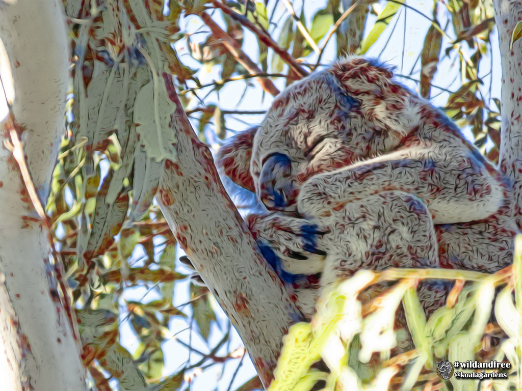 Happy Wild Koala Day! by koalagardens