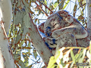 2nd May 2020 - Happy Wild Koala Day!