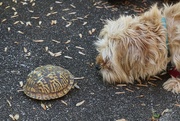 2nd May 2020 - Barbie meets Turtle