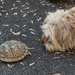 Barbie meets Turtle by tunia
