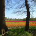 more tulip fields by gijsje