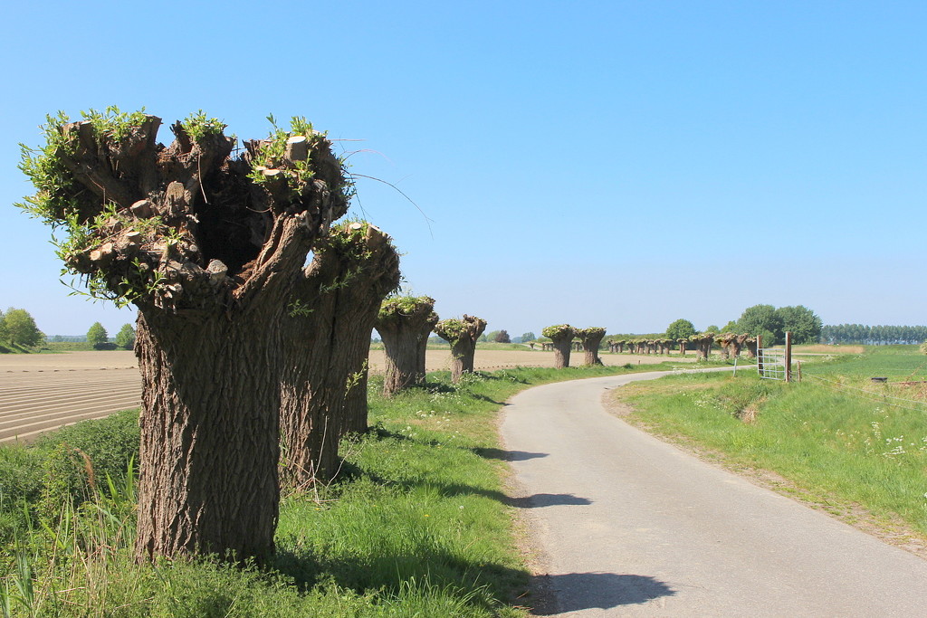 Country road with pollard willow trees  by pyrrhula