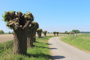 3rd May 2020 - Country road with pollard willow trees 