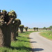 Country road with pollard willow trees  by pyrrhula