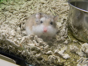 2nd May 2020 - Dwarf Hamster at PetSmart 