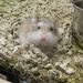 Dwarf Hamster at PetSmart  by sfeldphotos
