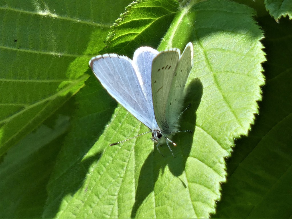 Holly Blue by julienne1