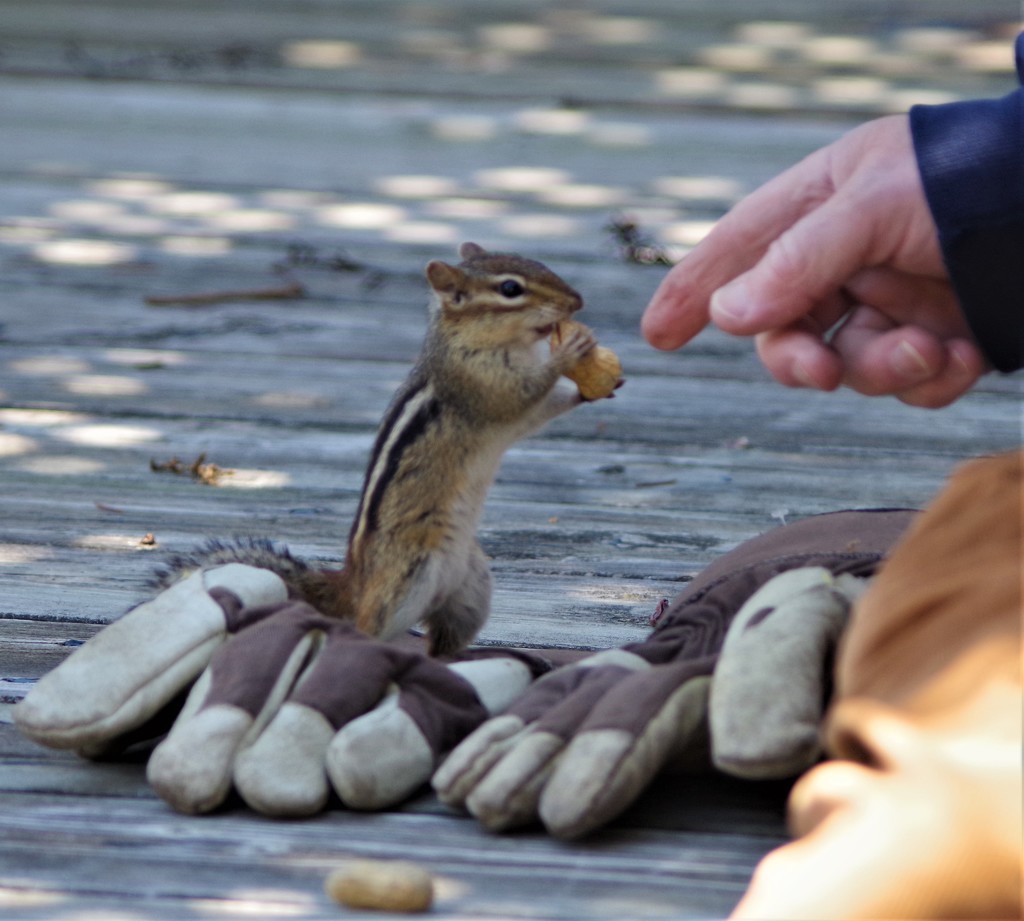 My hubby and the chipmunk by radiogirl