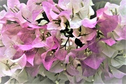 25th Apr 2020 - Pink and White Bougainvillea