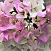 Pink and White Bougainvillea by chejja