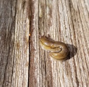 2nd May 2020 - Deck Slug