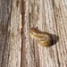 Deck Slug by kimmer50