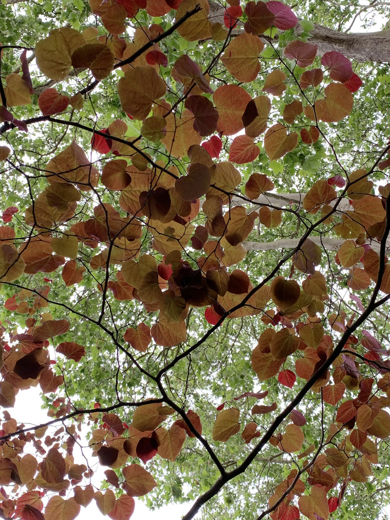Canopy of leaves by shookchung