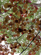 2nd May 2020 - Canopy of leaves