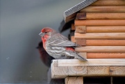1st May 2020 - House Finch