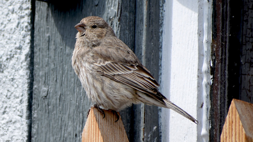 Sparrow by bjywamer