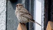 2nd May 2020 - Sparrow