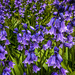 Purple Flowers by jbritt