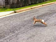 30th Apr 2020 - Rabbit crossing road