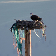 2nd May 2020 - Osprey On Its Nest