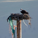 Osprey On Its Nest by bjywamer