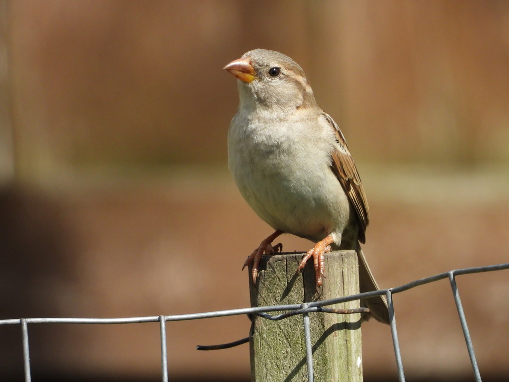 backyard sparrow  by amyk