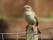 2nd May 2020 - backyard sparrow 
