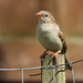 backyard sparrow  by amyk