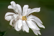 2nd May 2020 - Starburst Magnolia Flower