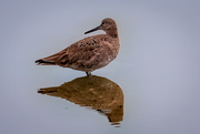 2nd May 2020 - Willet