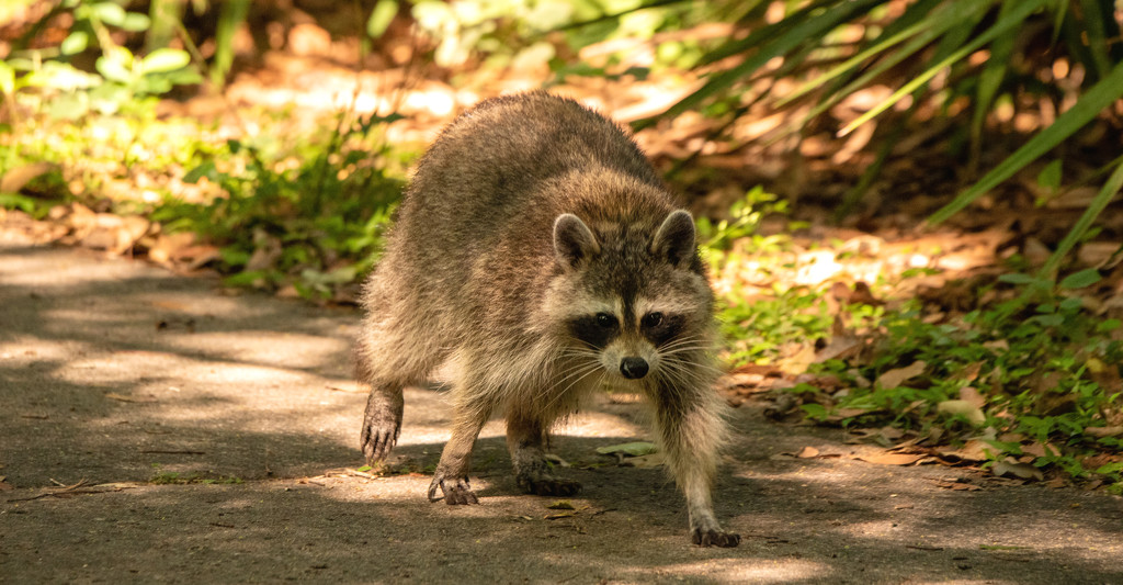 Rocky Raccoon, Coming Down the Trail! by rickster549