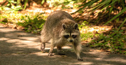 2nd May 2020 - Rocky Raccoon, Coming Down the Trail!