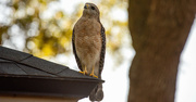 2nd May 2020 - Red Shouldered Hawk!