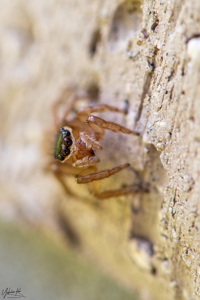 Jumping Spider  by yorkshirekiwi